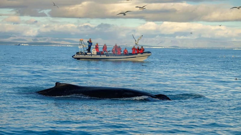 Reykjavik: Whale and Puffin Watching RIB Boat Tour - The first views: Harpa, Sun Voyager, and Reykjavik Bay