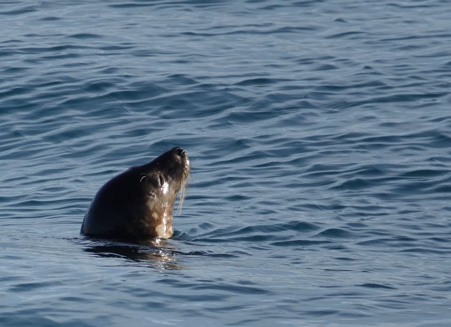 Reykjavik: Whale Watching by RIB Speedboat - FAQ