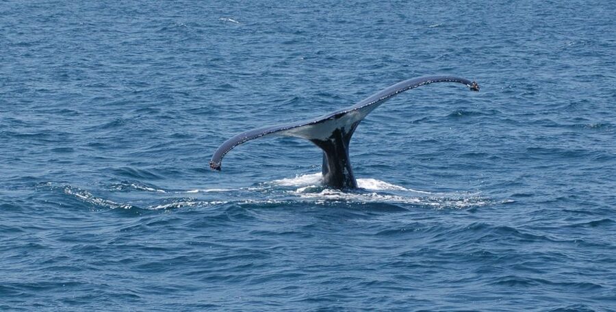 Reykjavik: Whale Watching by RIB Speedboat - What you might see in the bay