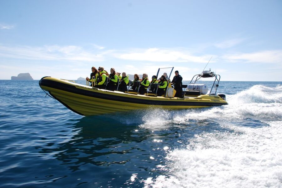 Reykjavik: Whale Watching by RIB Speedboat - Guides, safety, and the human side of the trip