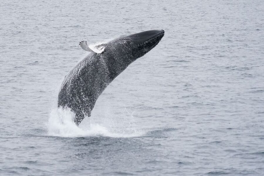 Reykjavik: Whale Watching by RIB Speedboat - Is $200 good value for two hours?