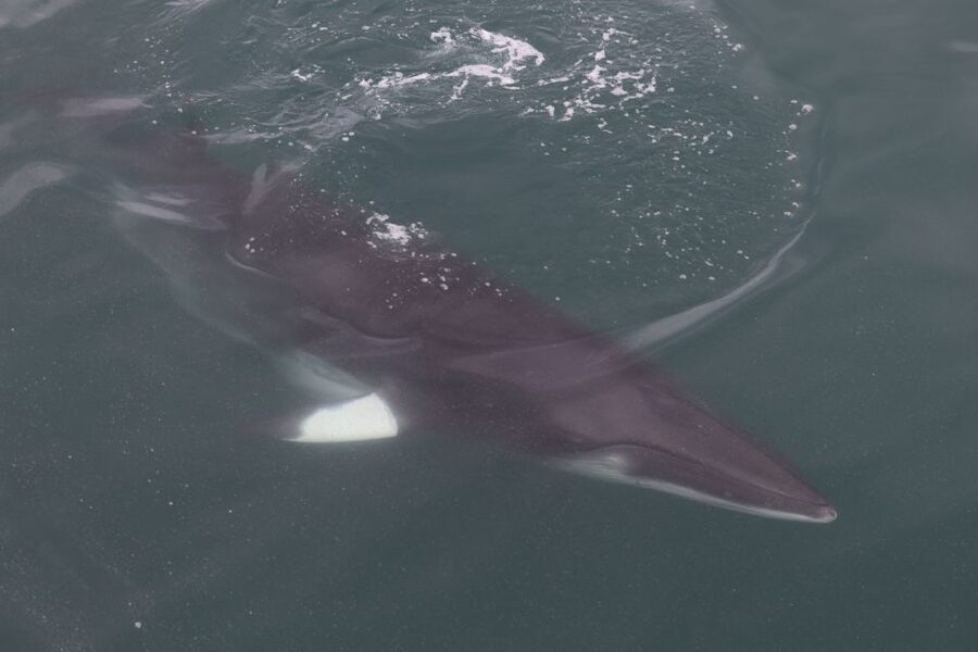 Reykjavik: Whale Watching Tour by RIB Boat - Key points to know before you go