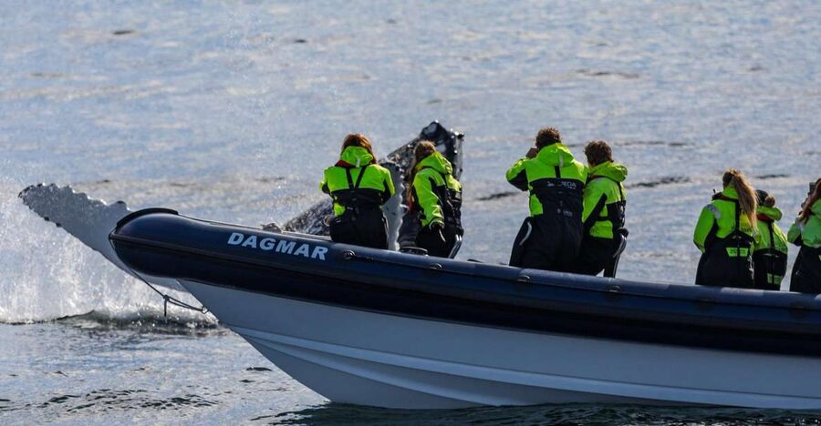 Reykjavik: Whale Watching Tour by RIB Boat - Leaving Reykjavik for Faxaflói Bay