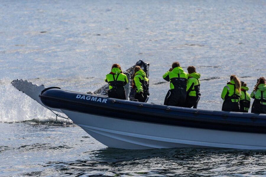 Reykjavik: Whale Watching Tour by RIB Boat - Searching the feeding grounds of Faxaflói Bay