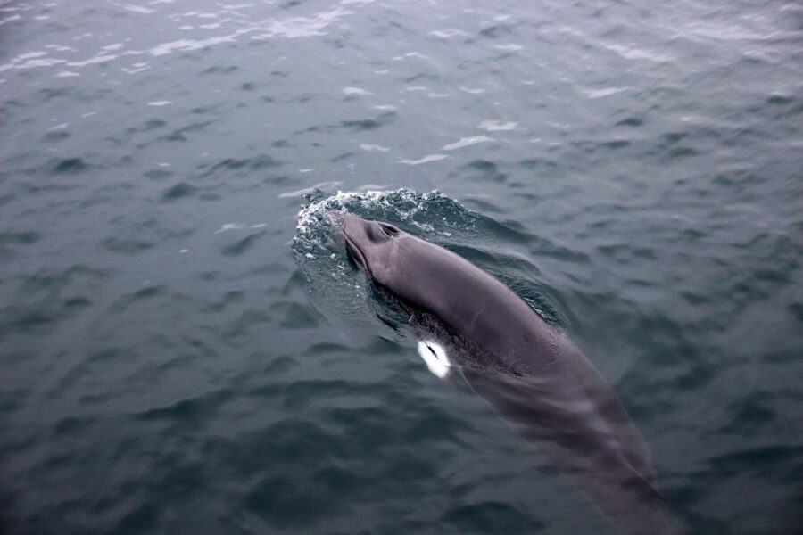 Reykjavik: Whale Watching Tour by RIB Boat - Akurey and the summer puffin stop