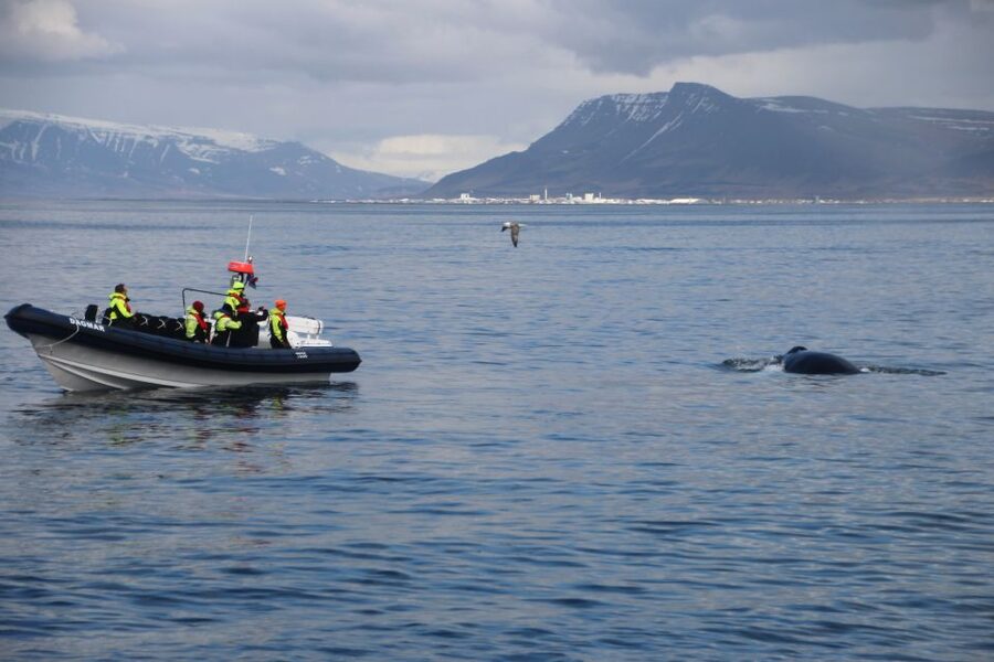 Reykjavik: Whale Watching Tour by RIB Boat - Warm clothing, goggles, and the reality of the sea