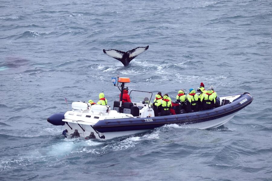 Reykjavik: Whale Watching Tour by RIB Boat - What the $194 price really buys