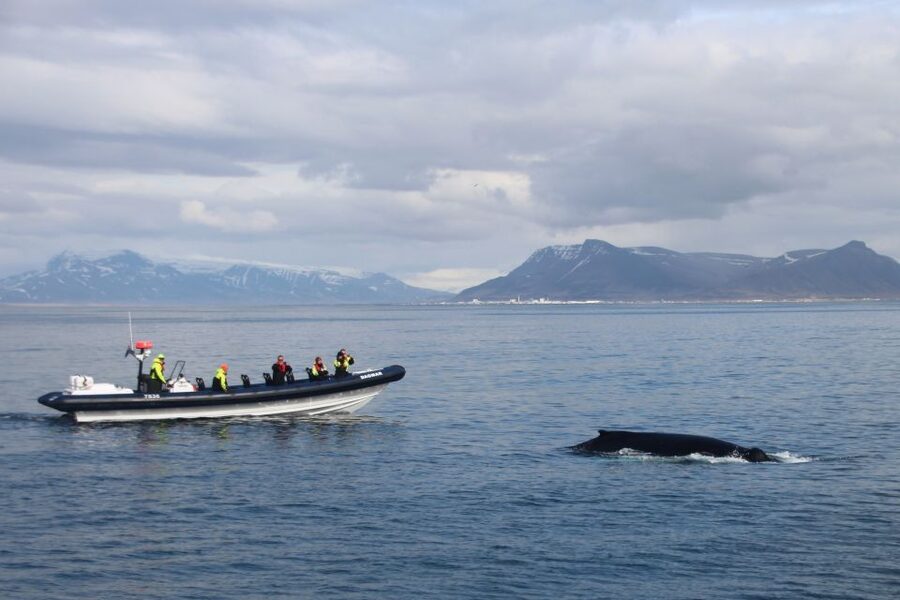 Reykjavik: Whale Watching Tour by RIB Boat - Why the smaller boat changes whale watching