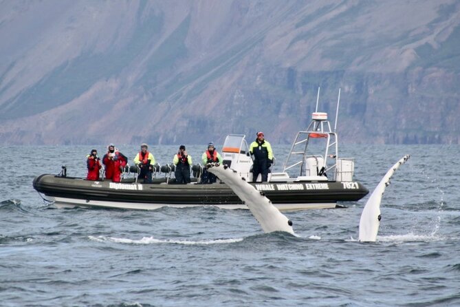 RIB boat express: Whales, Eyjafjord and Akureyri - The crew, commentary, and small-group advantage