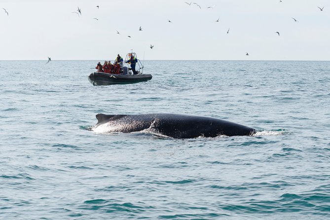 RIB boat express: Whales, Eyjafjord and Akureyri - Weather, cancellations, and the practical fine print