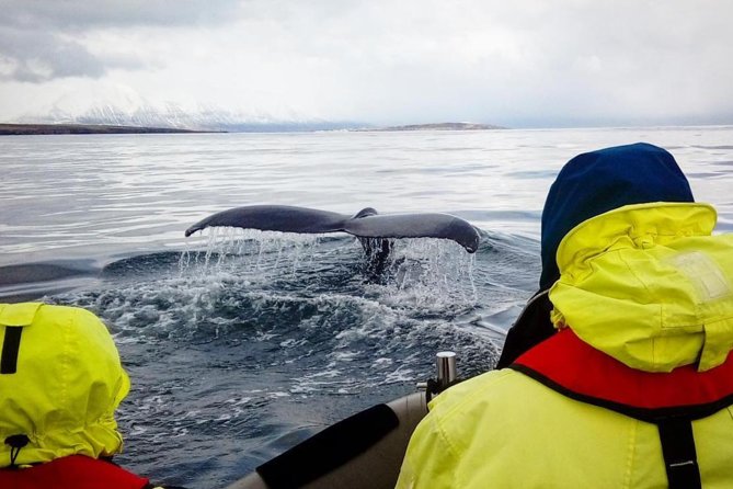 RIB boat express: Whales, Eyjafjord and Akureyri - Who will enjoy this Akureyri whale tour?