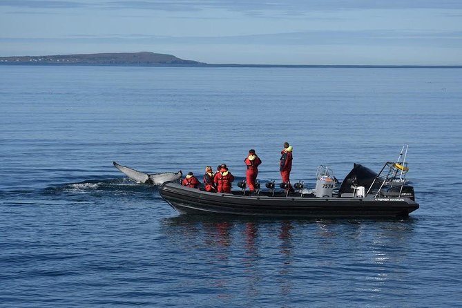 RIB boat express: Whales, Eyjafjord and Akureyri - Is the whale guarantee enough reason to book?