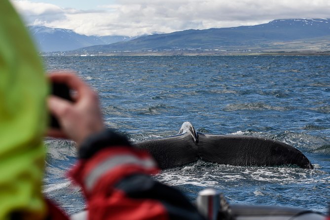 RIB boat express: Whales, Eyjafjord and Akureyri - Why the RIB boat changes the experience