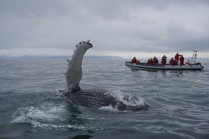 RIB Whale Watching Small-Group Boat Tour from Reykjavik - Leaving Ægisgarður 5d in Reykjavik’s Old Harbour