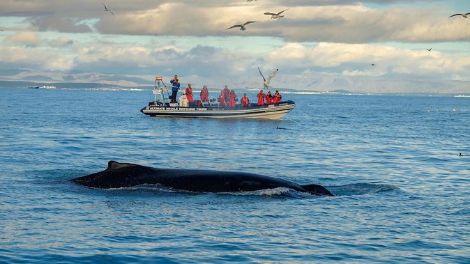 RIB Whale Watching Small-Group Boat Tour from Reykjavik - Who should book the Reykjavik RIB tour?