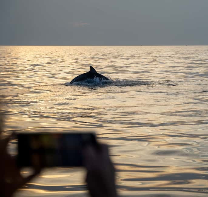 Rovinj: Dolphin Watching Sunset Speedboat Tour with Drinks - Who will enjoy this tour most?