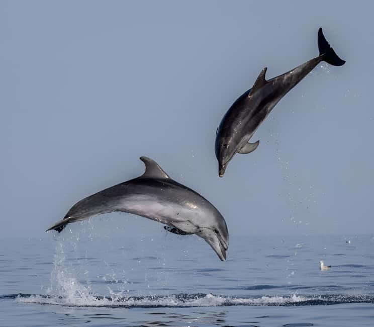 Rovinj: Dolphin Watching Sunset Speedboat Tour with Drinks - The first 15 minutes: Rovinj from the water