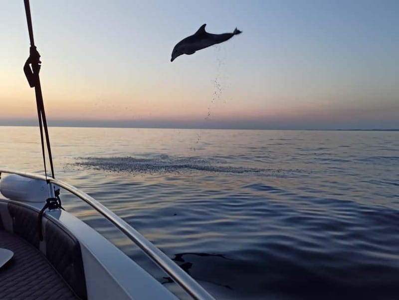 Rovinj: Dolphin Watching Sunset Speedboat Tour with Drinks - The 45-minute secret stop for dolphins and sunset