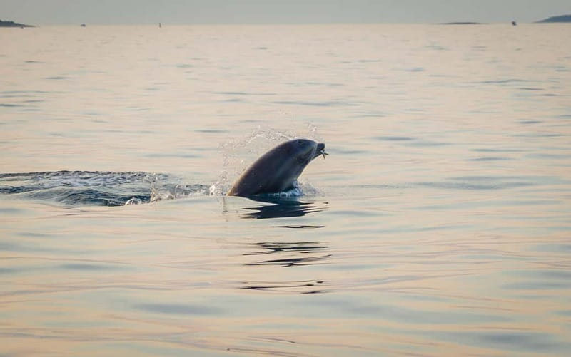 Rovinj: Dolphin Watching Sunset Speedboat Tour with Drinks - How respectful is the dolphin watching?