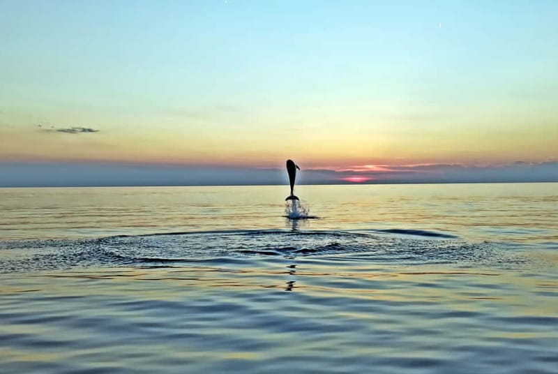 Rovinj: Dolphin Watching Sunset Speedboat Tour with Drinks - Leaving Rovinj with the old town behind you