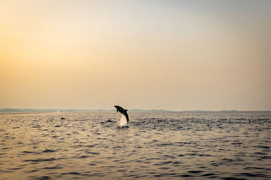 Rovinj: Sunrise Dolphins & Fishermen at Work Speedboat Tour - The main event: dolphins and fishermen at work