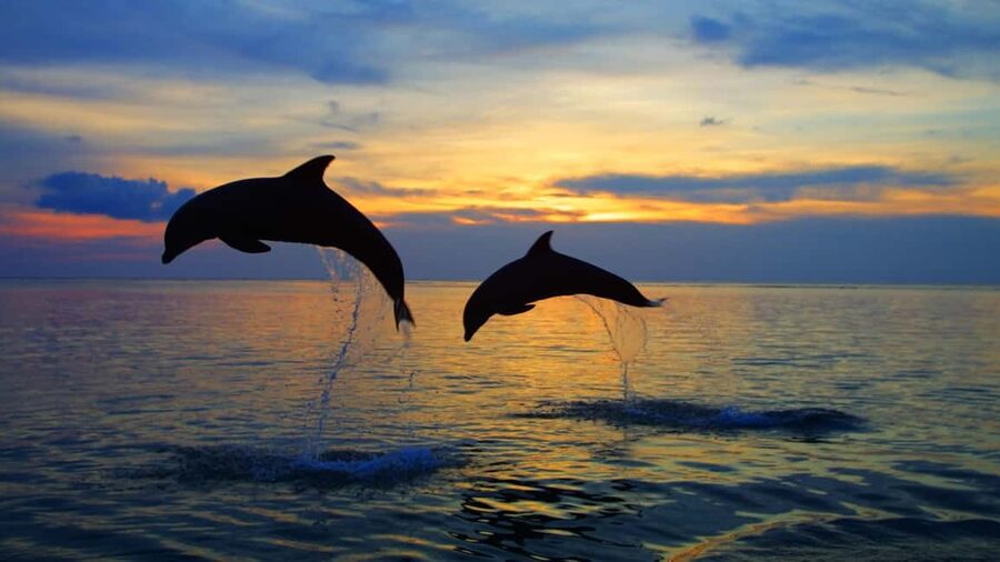 Rovinj: Sunset Speedboat Tour with Dolphin Watching - Leaving From Villas Rubin And Finding The Pier