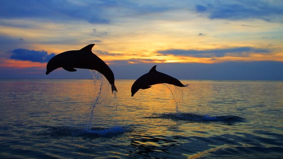 Rovinj: Sunset Speedboat Tour with Dolphin Watching - Sunset Colors Over Rovinj