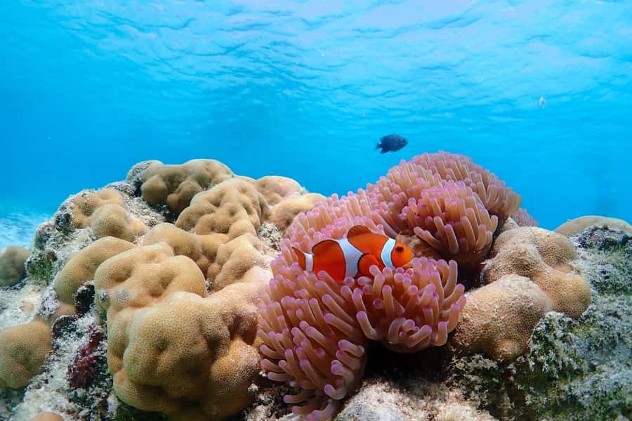 Samaesarn : Finding Nemo Snorkeling Tour Private speedboat - Koh Chuen: the first chance to get comfortable