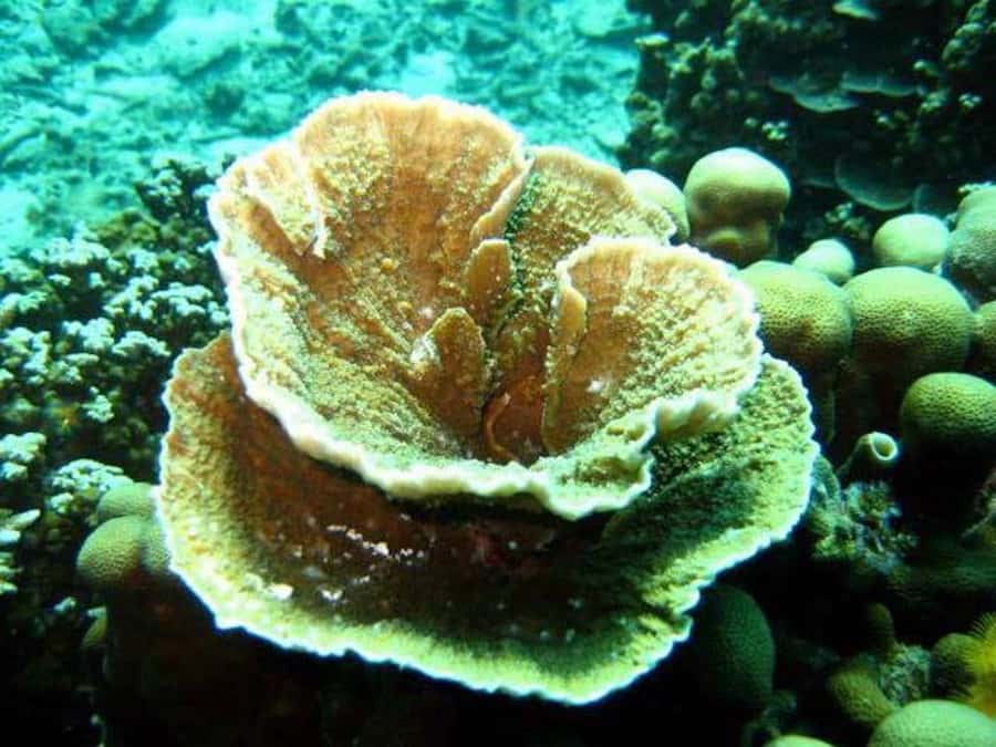 Samui: Angthong National Marine Park Day Trip by Speedboat - How the guides affect the experience