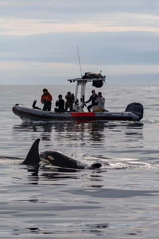San Diego: Whale and Dolphin Watching Speedboat Tour - Practical Tips for a Better Outing