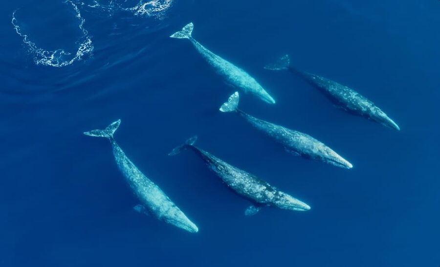 San Diego: Whale and Dolphin Watching Speedboat Tour - Why the Six-Passenger Zodiac Matters