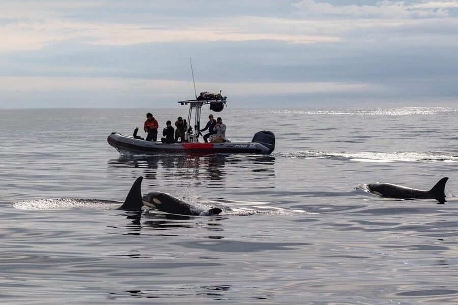 San Diego: Whale and Dolphin Watching Speedboat Tour - Three Hours Searching San Diego’s Pacific Waters