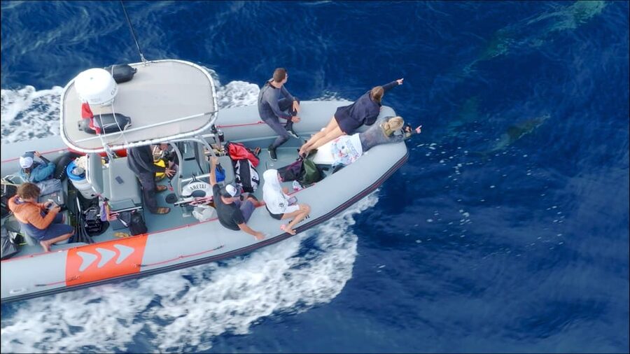 San Diego: Whale and Dolphin Watching Speedboat Tour - What You Might See by Season