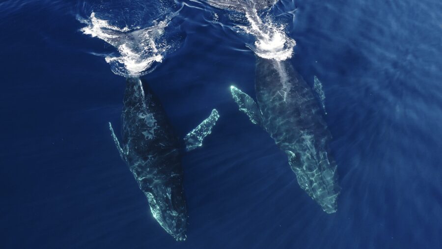 San Diego: Whale and Dolphin Watching Speedboat Tour - The Best Sightings Are Not Always Whales