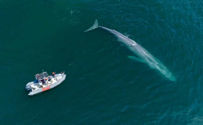 San Diego: Whale and Dolphin Watching Speedboat Tour - Is $188 a Fair Price?