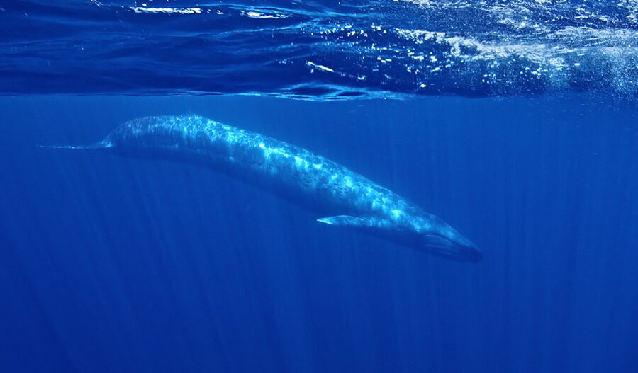 San Diego: Whale and Dolphin Watching Speedboat Tour - Comfort, Safety, and the Reality of the Ride
