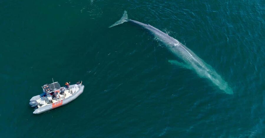 San Diego: Whale and Dolphin Watching Speedboat Tour - Who Will Enjoy This Most?