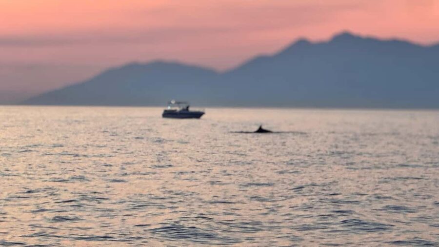 Sarandë Sea Safari: Speedboat to Hidden Coves & Wild Beaches - A WWII shipwreck adds a historical note