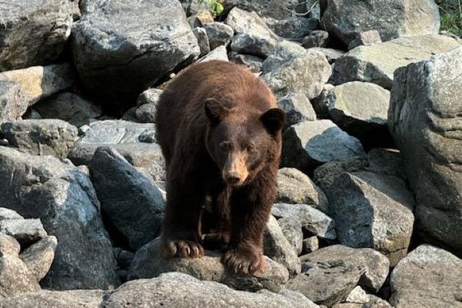 Scenic Jet Boat Tour through Hells Canyon - Wildlife Watching Along the Canyon Walls