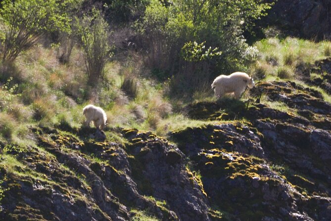 Scenic Jet Boat Tour through Hells Canyon - Meeting in White Bird and Ending at Pittsburg Landing