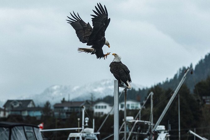 Sea Prince Rupert City and Harbour Shared Zodiac Tour - Prince Rupert’s skyline from the water