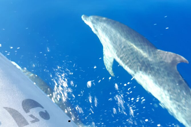 SEA SAFARI, Dolphins, Whales, snorkeling, snack and drink, 2 h speedboat - Making time for a swim or snorkel