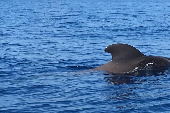 SEA SAFARI, Dolphins, Whales, snorkeling, snack and drink, 2 h speedboat - Speed, sea air, and the character of the ride