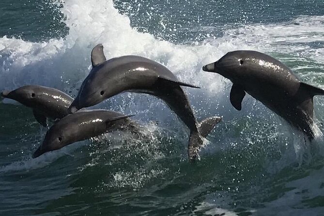 Sea Screamer Clearwater's Only Speed Boat Dolphin Watching - What the One-Hour Route Includes