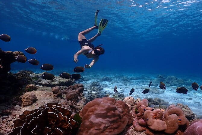 Similan Islands Day Trip from Phuket by Speedboat - Key points to know before booking