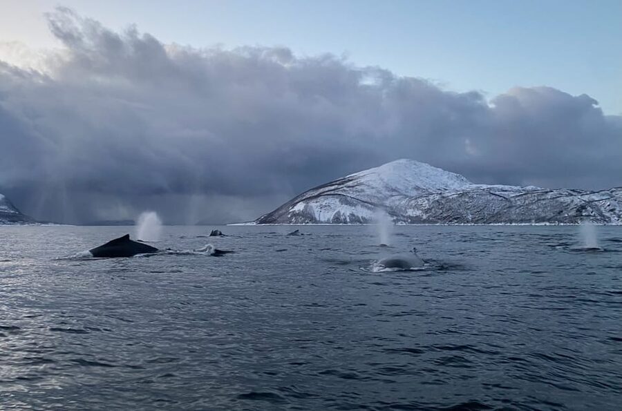 Skjervøy: Whale and Orca Watching Tour by RIB Boat - Key points to know before booking
