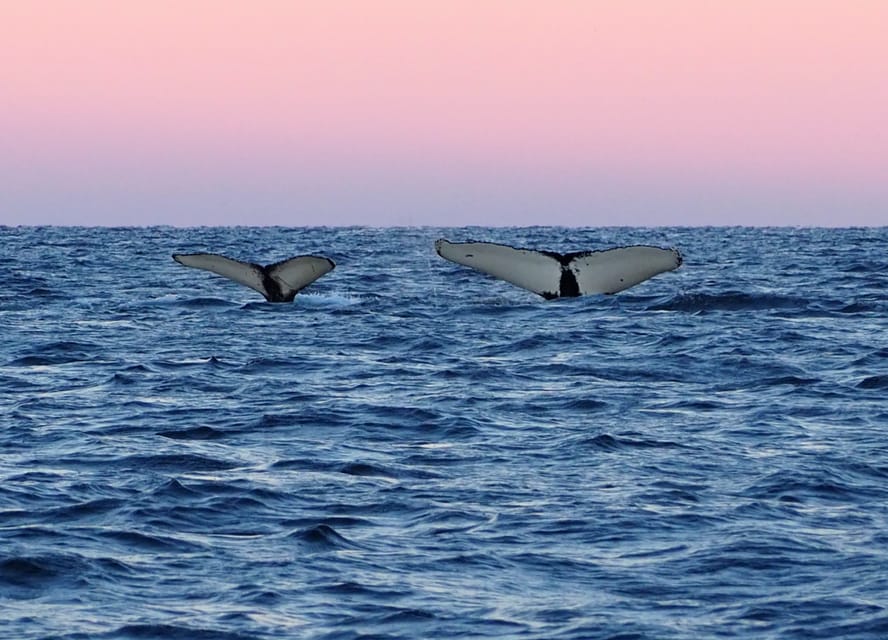 Skjervøy: Whale and Orca Watching Tour by RIB Boat - Who should book this trip?