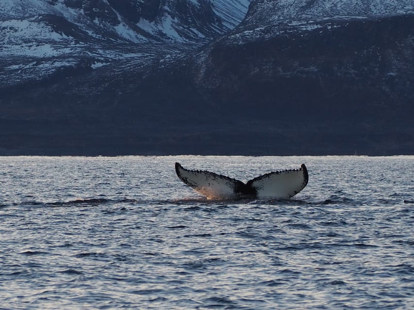 Skjervøy: Whale and Orca Watching Tour by RIB Boat - Leaving Strandveien 70 for the Arctic water