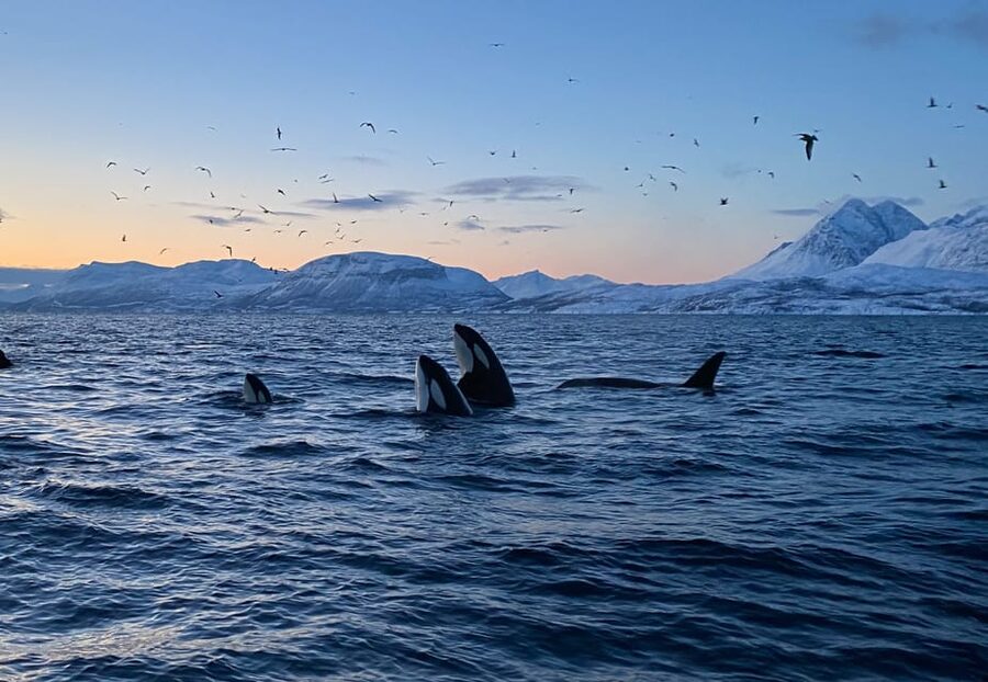 Skjervøy: Whale and Orca Watching Tour by RIB Boat - The whales you may see