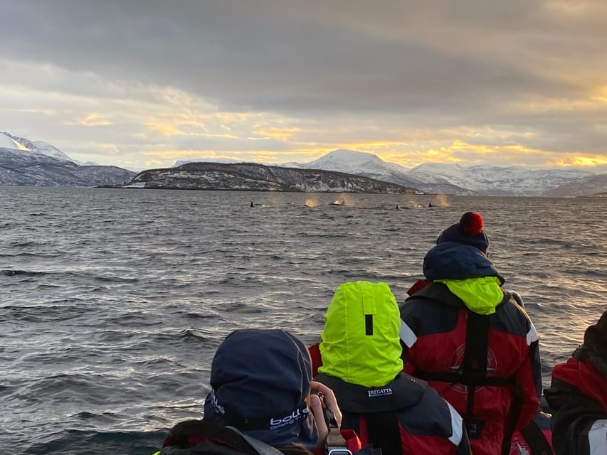 Skjervøy: Whale and Orca Watching Tour by RIB Boat - What a strong outing can look like